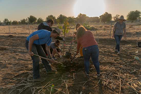 Volunteer at the CSUB Edible Garden
