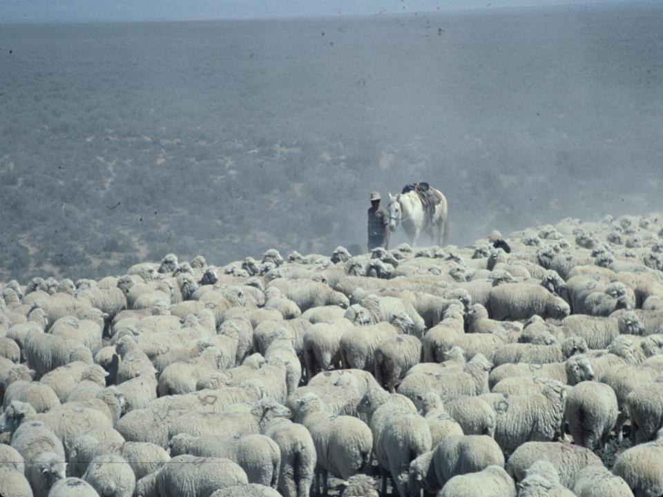 sheepherder on the range